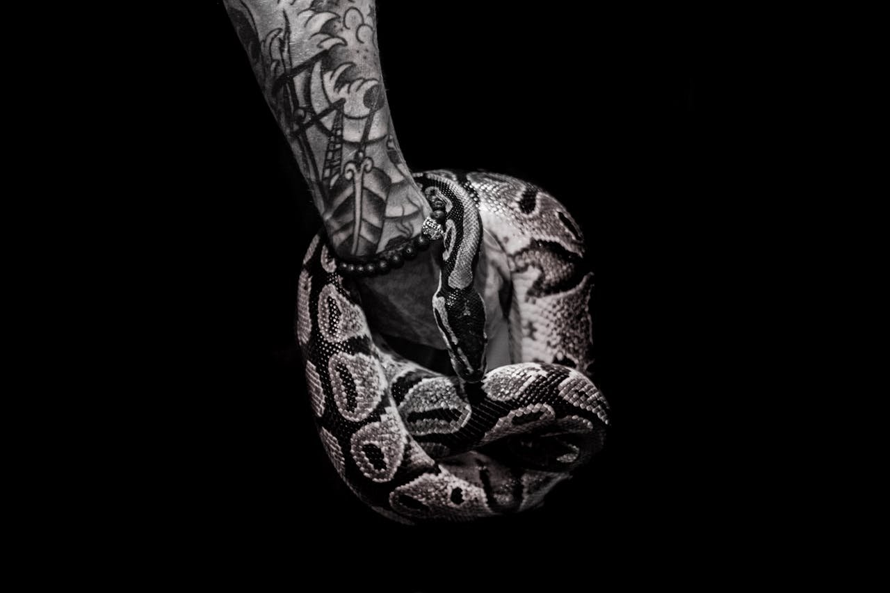 who-we-are Close-up of a tattooed arm entwined with a coiled python on a black background.